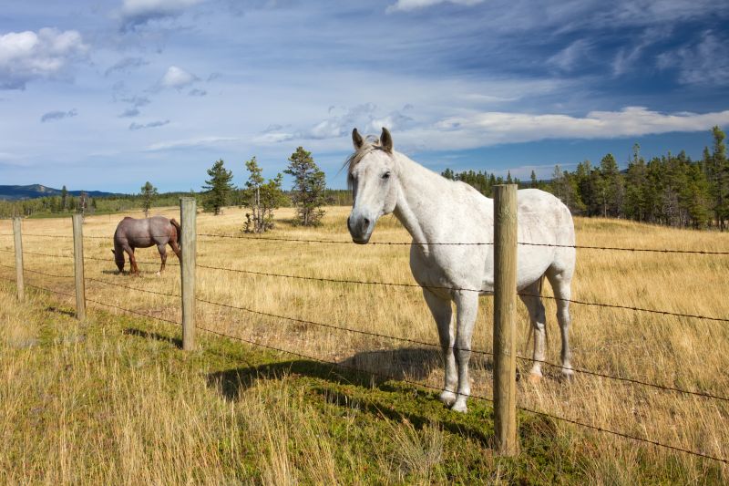 Ranch Fence Replacement